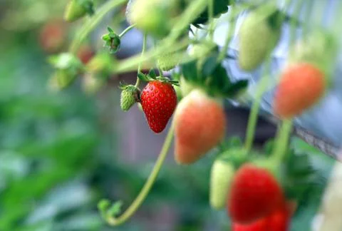Strawberry ready for picking Stock-Fotos