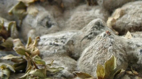 Strawberry reverse time lapse  with slow zoom out Stock Footage 679972