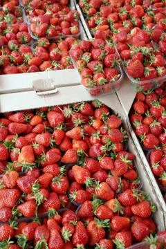 Strawberry ripe packed in plastic boxes Stock Photos