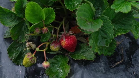 Strawberry in the ripening phase Stock Footage 131387219