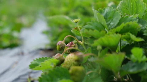 Strawberry in the ripening phase Stock Footage 131387305
