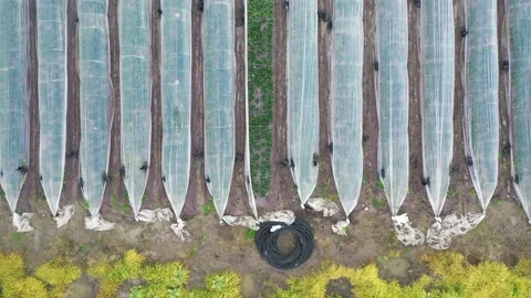 Strawberry rows covered with plastic strips Stock Footage 170900651