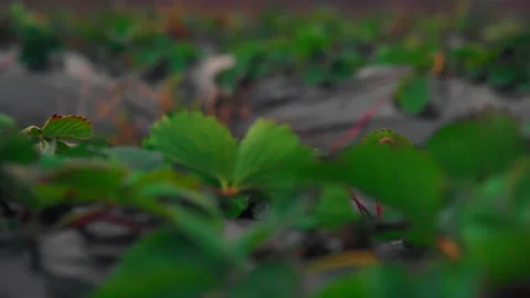 Strawberry rows focus floats on rows Stock Footage 169131000