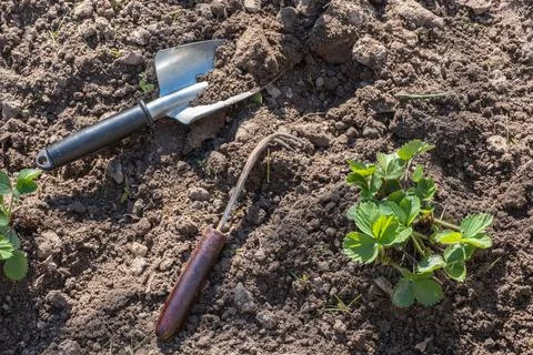 A strawberry sapling on a loose and weathered bed, a hoe and a garden scoop.. Stock Photos
