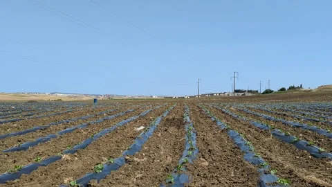 Strawberry seedlings are planted in rows with black plastic protecting them. 스톡 동영상 242721817