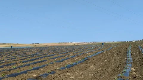 Strawberry seedlings are planted in rows with black plastic protecting them. Stock Footage 242721901