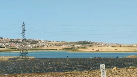 Strawberry seedlings are planted in rows with black plastic protecting them. Stock Footage 242721902