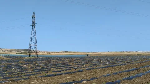 Strawberry seedlings are planted in rows with black plastic protecting them. Stock Footage 242721938