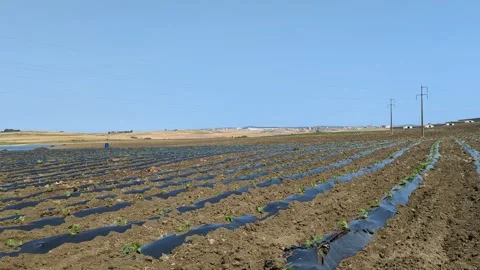 Strawberry seedlings are planted in rows with black plastic protecting them. Stock Footage 242721980