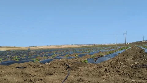 Strawberry seedlings are planted in rows with black plastic protecting them. Stock Footage 242722936
