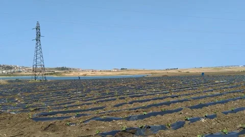 Strawberry seedlings are planted in rows with black plastic protecting them. Stock Footage 242723201