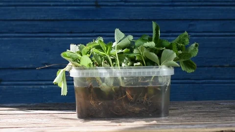 Strawberry seedlings Stock Footage 108265013