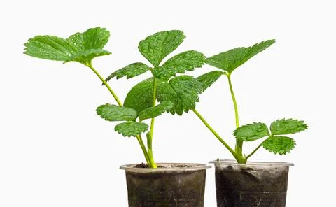 Strawberry seedlings in plastic cups Stock Photos