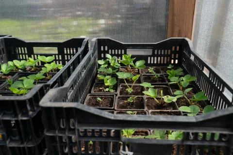 Strawberry seedlings in plastic pots inside black trays in a greenhouse 스톡 사진