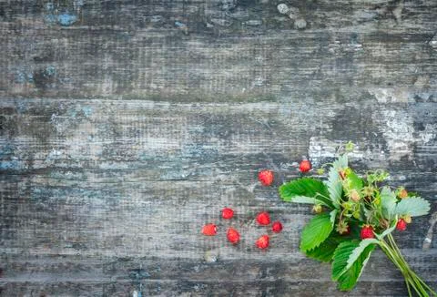 Strawberry shrub Stock Photos