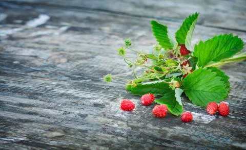 Strawberry shrub Stock Photos