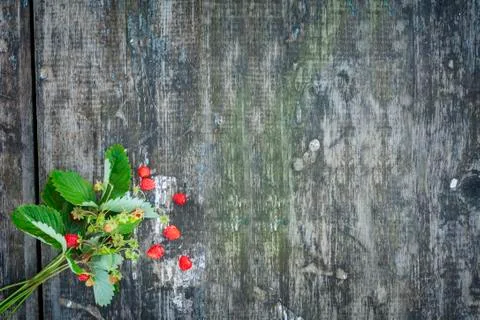 Strawberry shrub Foto stock
