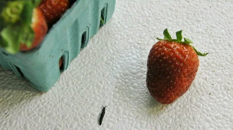 Strawberry slug Stock Footage 572427