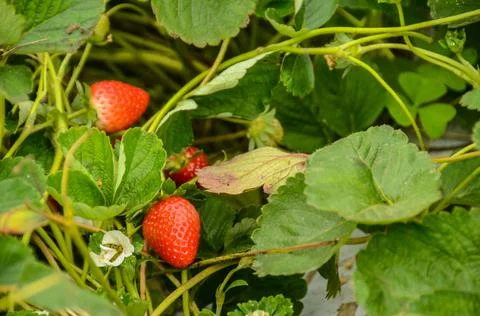 Strawberry still on the tree Stock Photos