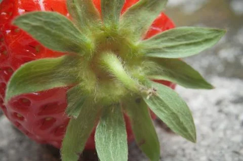 Strawberry on stone background Stock Photos