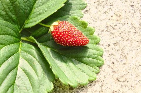 A strawberry on strawberry leaves Stock Photos