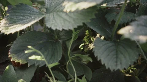 Strawberry at sunset Stock Footage 110037116