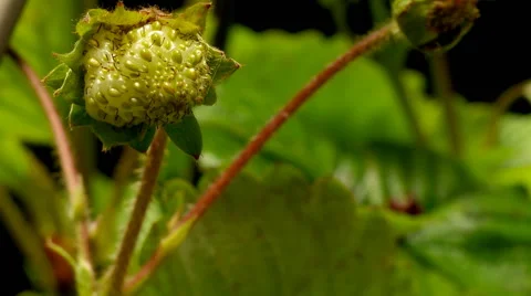 Strawberry Time-lapse Video stock 64899578