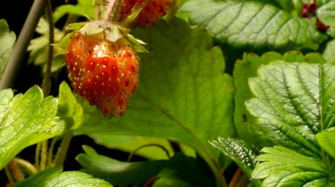 Strawberry Time-lapse Video stock 64901044