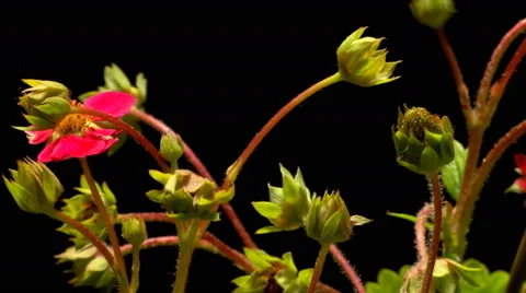 Strawberry Time-lapse Stock Footage 64904419