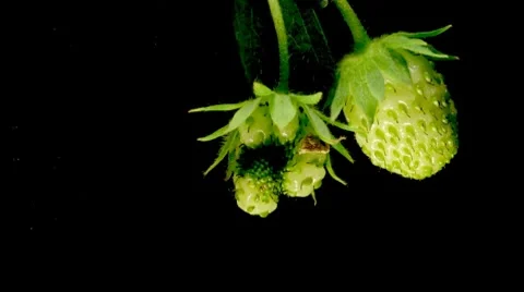 Strawberry Timelapse Stock Footage 7909775