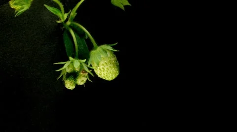 Strawberry Timelapse Stock Footage 7909799