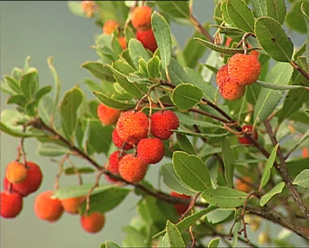 Strawberry tree in and out of focus Video stock 22688785