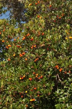 Strawberry tree with berries. Foto stock