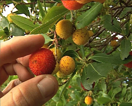 Strawberry tree Video stock 22688739