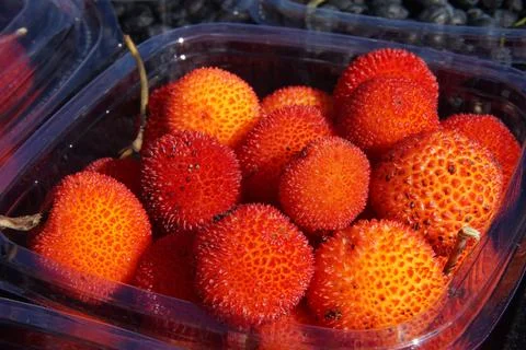 Strawberry tree fruit in plastic containers for sale in Green Fest. Stock Photos