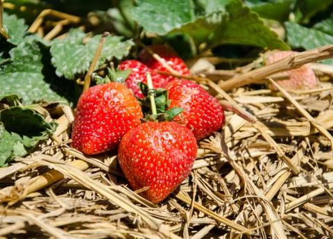 Strawberry Tree . Stock Photos