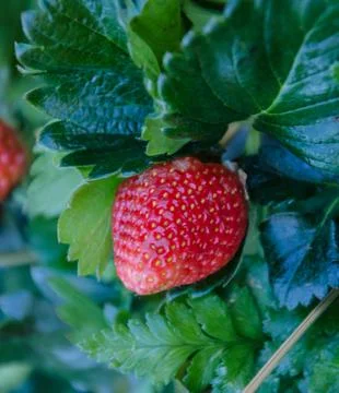 Strawberry Tree . Stock-Fotos