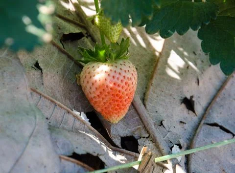 Strawberry Tree . Stock Photos