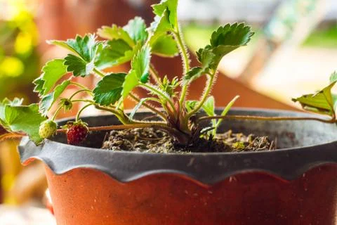 Strawberry tree Stock Photos