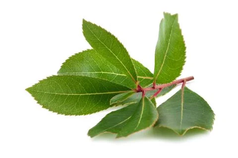 Strawberry tree Stock Photos