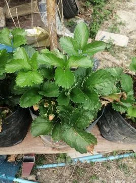 Strawberry tree Photos