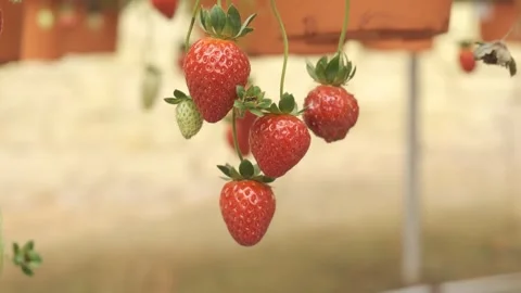 Strawberry unpluck no motion Stock Footage 259645843