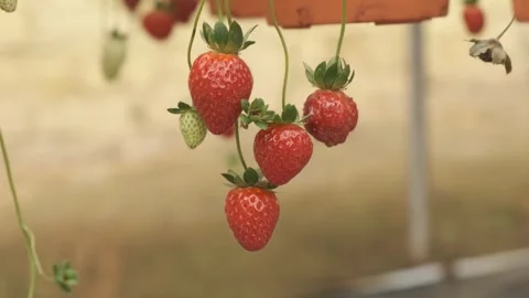 Strawberry unpluck panning Stock Footage 259645851