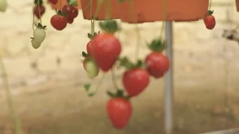 Strawberry unpluck roll up Stock Footage 259645853