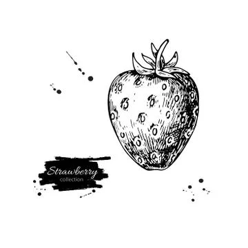 Strawberry vector drawing. Isolated hand drawn berry on white ba Stock Illustration