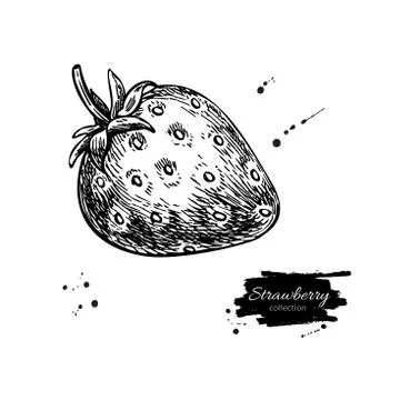 Strawberry vector drawing. Isolated hand drawn berry on white background. S.. Stock Illustration