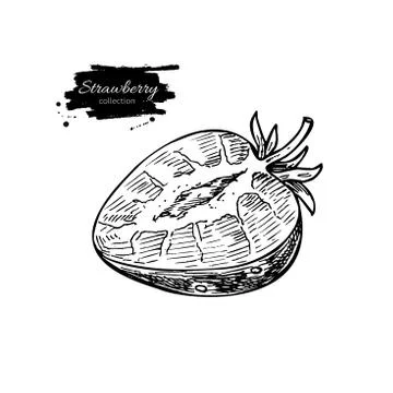 Strawberry vector drawing. Isolated hand drawn berry slice on white backgro.. Illustrazione stock
