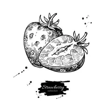 Strawberry vector drawing. Isolated hand drawn berry, slice and leaf on whi.. Stock Illustration