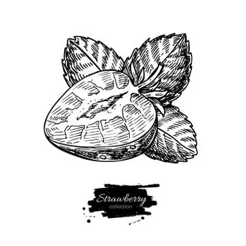 Strawberry vector drawing. Isolated hand drawn berry slice on white backgro.. Stock Illustration