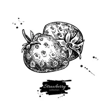 Strawberry vector drawing. Isolated hand drawn berry on white ba Stock Illustration